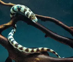 قیمت و خرید مار ماهی پولک برفی- 0 تا 100 مار ماهی پولک برفی همراه با تصاویر