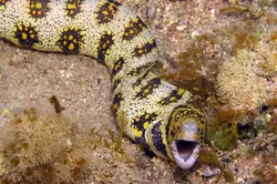 قیمت و خرید مار ماهی پولک برفی- 0 تا 100 مار ماهی پولک برفی همراه با تصاویر