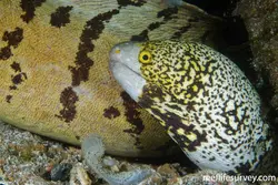 قیمت و خرید مار ماهی پولک برفی- 0 تا 100 مار ماهی پولک برفی همراه با تصاویر