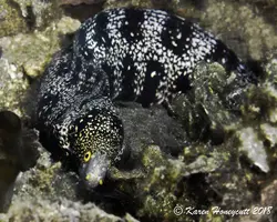 قیمت و خرید مار ماهی پولک برفی- 0 تا 100 مار ماهی پولک برفی همراه با تصاویر