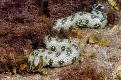 قیمت و خرید مار ماهی پولک برفی- 0 تا 100 مار ماهی پولک برفی همراه با تصاویر