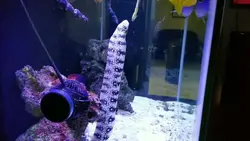 قیمت و خرید مار ماهی پولک برفی- 0 تا 100 مار ماهی پولک برفی همراه با تصاویر