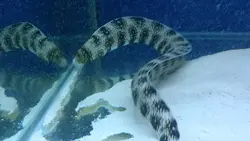 قیمت و خرید مار ماهی پولک برفی- 0 تا 100 مار ماهی پولک برفی همراه با تصاویر