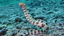 قیمت و خرید مار ماهی پولک برفی- 0 تا 100 مار ماهی پولک برفی همراه با تصاویر