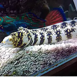 قیمت و خرید مار ماهی پولک برفی- 0 تا 100 مار ماهی پولک برفی همراه با تصاویر