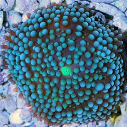 ماشروم ریکوردیا فلوریدا آبی - فروشگاه اینترنتی ایران کورال