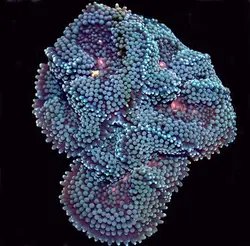 ماشروم ریکوردیا فلوریدا آبی - فروشگاه اینترنتی ایران کورال