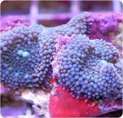 ماشروم ریکوردیا فلوریدا آبی - فروشگاه اینترنتی ایران کورال