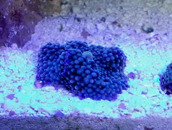 ماشروم ریکوردیا فلوریدا آبی - فروشگاه اینترنتی ایران کورال