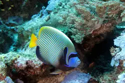 قیمت و خرید فرشته ماهی امپراطور بالغ - 0 تا 100 فرشته ماهی امپراطور بالغ