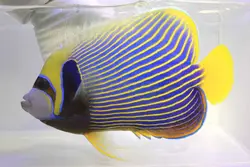 قیمت و خرید فرشته ماهی امپراطور بالغ - 0 تا 100 فرشته ماهی امپراطور بالغ