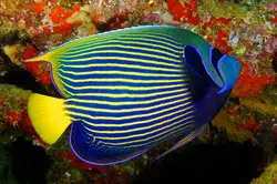 قیمت و خرید فرشته ماهی امپراطور بالغ - 0 تا 100 فرشته ماهی امپراطور بالغ