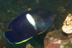 قیمت و خرید فرشته ماهی کی هول- 0 تا 100 نگهداری فرشته ماهی کی هول