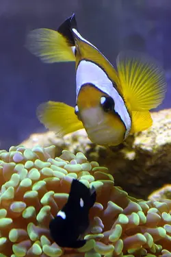 قیمت و خرید دلقک ماهی کلارکی ابرودار- 0 تا 100 نگهداری دلقک ماهی کلارکی ابرودار