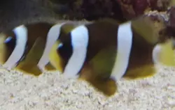 قیمت و خرید دلقک ماهی کلارکی ابرودار- 0 تا 100 نگهداری دلقک ماهی کلارکی ابرودار