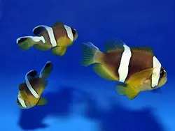 قیمت و خرید دلقک ماهی کلارکی ابرودار- 0 تا 100 نگهداری دلقک ماهی کلارکی ابرودار