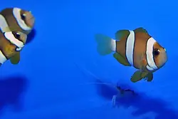 قیمت و خرید دلقک ماهی کلارکی ابرودار- 0 تا 100 نگهداری دلقک ماهی کلارکی ابرودار