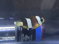 قیمت و خرید دلقک ماهی کلارکی ابرودار- 0 تا 100 نگهداری دلقک ماهی کلارکی ابرودار