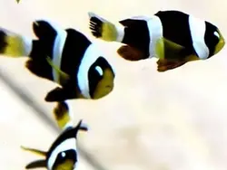 قیمت و خرید دلقک ماهی کلارکی ابرودار- 0 تا 100 نگهداری دلقک ماهی کلارکی ابرودار