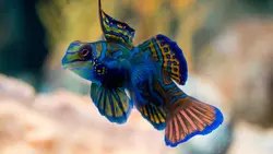 قیمت و خرید گرین ماندارین- 0 تا 100 نگهداری گرین ماندارینبا ایران کورال