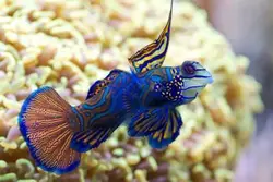 قیمت و خرید گرین ماندارین- 0 تا 100 نگهداری گرین ماندارینبا ایران کورال