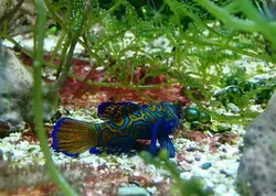 قیمت و خرید گرین ماندارین- 0 تا 100 نگهداری گرین ماندارینبا ایران کورال