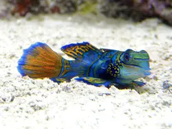 قیمت و خرید گرین ماندارین- 0 تا 100 نگهداری گرین ماندارینبا ایران کورال