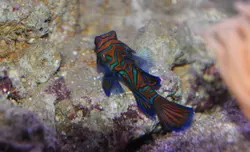 قیمت و خرید گرین ماندارین- 0 تا 100 نگهداری گرین ماندارینبا ایران کورال