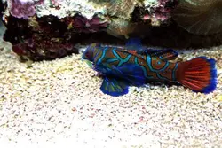 قیمت و خرید گرین ماندارین- 0 تا 100 نگهداری گرین ماندارینبا ایران کورال