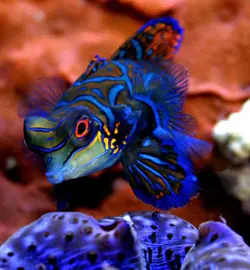 قیمت و خرید گرین ماندارین- 0 تا 100 نگهداری گرین ماندارینبا ایران کورال