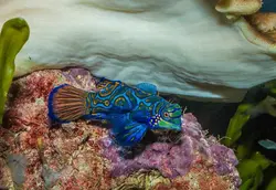 قیمت و خرید گرین ماندارین- 0 تا 100 نگهداری گرین ماندارینبا ایران کورال