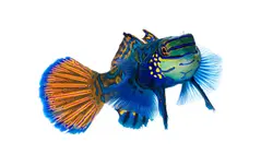 قیمت و خرید گرین ماندارین- 0 تا 100 نگهداری گرین ماندارینبا ایران کورال