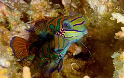 قیمت و خرید گرین ماندارین- 0 تا 100 نگهداری گرین ماندارینبا ایران کورال