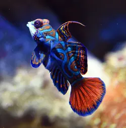 قیمت و خرید گرین ماندارین- 0 تا 100 نگهداری گرین ماندارینبا ایران کورال