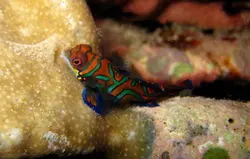 قیمت و خرید گرین ماندارین- 0 تا 100 نگهداری گرین ماندارینبا ایران کورال