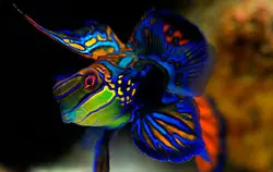 قیمت و خرید گرین ماندارین- 0 تا 100 نگهداری گرین ماندارینبا ایران کورال