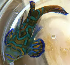 قیمت و خرید گرین ماندارین- 0 تا 100 نگهداری گرین ماندارینبا ایران کورال