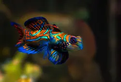 قیمت و خرید گرین ماندارین- 0 تا 100 نگهداری گرین ماندارینبا ایران کورال