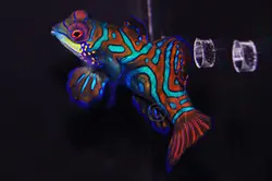 قیمت و خرید گرین ماندارین- 0 تا 100 نگهداری گرین ماندارینبا ایران کورال