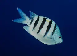 قیمت و خرید دامسل ملوان- 0 تا 100 نگهداری دامسل ملوان در ایران کورال