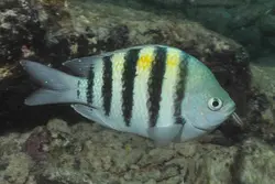 قیمت و خرید دامسل ملوان- 0 تا 100 نگهداری دامسل ملوان در ایران کورال