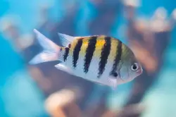 قیمت و خرید دامسل ملوان- 0 تا 100 نگهداری دامسل ملوان در ایران کورال