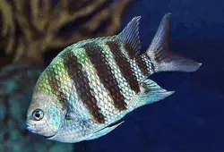 قیمت و خرید دامسل ملوان- 0 تا 100 نگهداری دامسل ملوان در ایران کورال