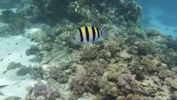 قیمت و خرید دامسل ملوان- 0 تا 100 نگهداری دامسل ملوان در ایران کورال