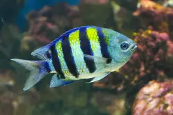 قیمت و خرید دامسل ملوان- 0 تا 100 نگهداری دامسل ملوان در ایران کورال