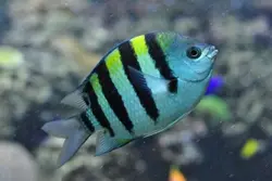 قیمت و خرید دامسل ملوان- 0 تا 100 نگهداری دامسل ملوان در ایران کورال