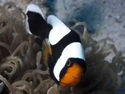 قیمت و خرید دلقک ماهی آفریقایی - 0 تا 100 نگهداری دلقک ماهی آفریقایی