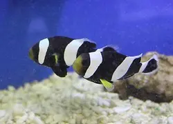 قیمت و خرید دلقک ماهی آفریقایی - 0 تا 100 نگهداری دلقک ماهی آفریقایی