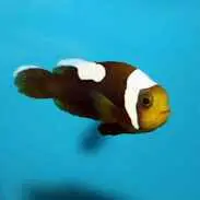 قیمت و خرید دلقک ماهی آفریقایی - 0 تا 100 نگهداری دلقک ماهی آفریقایی