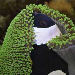 قیمت و خرید دلقک ماهی آفریقایی - 0 تا 100 نگهداری دلقک ماهی آفریقایی